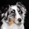 Aussies von der Börn  profile