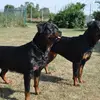 von der Pfälzer Weinstraße profile