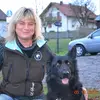 collies und Shelties from little America profile