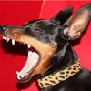 mostly harmless Zwergpinscher profile