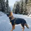 Altdeutsche Schäferhunde vom Hofe Sankt-Katharina  profile