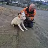 Weisse Schäferhunde vom Meibels Knapp profile