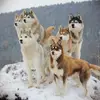Huskykennel of Snow Wolf Valley profile