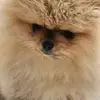 White Angel`s profile