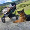 Deutscher Schäferhund Zwinger von Groß-Zünder profile
