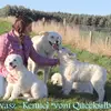 Kuvasz Zucht "Vom Quecksilber" profile