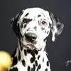 COF Spots Dalmatiner profile