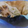 Englische Cocker Spaniels  "vom Moorsbachtal"  Liebhaberzucht seit 1994 profile