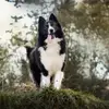 Yakutskaya Laika Sibirskaya Zima profile