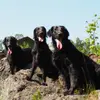Flat Coated Retriever vom Storchennest profile