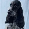 English Cocker Spaniel from the Roses of Scotland profile