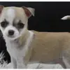 Chihuahuas von den Donau-Auen profile
