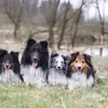 Shelties vom Beegberg  profile