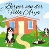 Berner von der Villa Arya profile