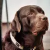Labrador vom Heiligenblut  profile