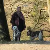 Millviews, Hobbyzucht im VDH profile