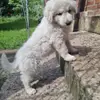 Kuvasz "von den großen Strolchen" profile