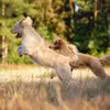 Labradoodle vom Asparagus profile