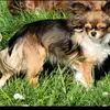 Chihuahua von den kleinen Kriegern profile