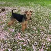 Crumble Cracker Welsh Terrier  profile
