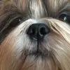 Shih Tzu von Cyname’s  profile