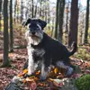 Zu den mutigen Hussiten / Hundezucht profile