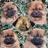 Chow-Chow Zucht Pei Ni profile