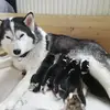 Hundezucht vom friedlichen Berg  profile