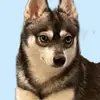 Alaskan Klee Kai at Aurora profile