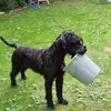 Riesenschauzer vom Wasserschloß profile