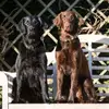 Flat Coated Retriever von Equinox profile