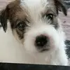 Parson Russel Terrier von Schwaighölzl ghölzl  profile