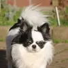 Chihuahuas vom Waldsee  profile