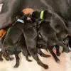 Dobermannzucht vom Haus Untersberg profile