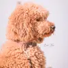 Pudel von der südergeest profile