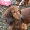 Zwerglanghaar Dackel profile