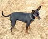 Zwergpinscher vom Honighof  profile