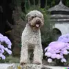 Curly Coats Lagotto Romagnolo  profile