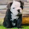 Coastbulls Old English Bulldogs & Italien Greyhounds profile