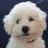 Bichon Frise Zucht  "Dream Teddy's" profile