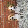 "Beagle vom Ostenfeld" profile