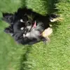 "KADERYOLU" Chihuahua's in Lang- und Kurzhaar profile