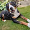 W U R F P L A N U N G  - Großer Schweizer Sennenhund Welpen profile