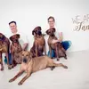 Mashambani Rhodesian Ridgebacks profile