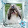 Shih Tzu Zucht "vom Paradiesgarten" profile