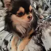 Chihuahuas von den Yunalanden  profile