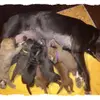 Romaner Antikdoggenzucht "vom römischen Reich" profile