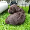 Bolonka aus Bensberg profile