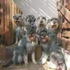 Schnauzer vom Lütmarser Tal profile
