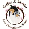 Collies & Shelties from Cherryblossom Dream  profile